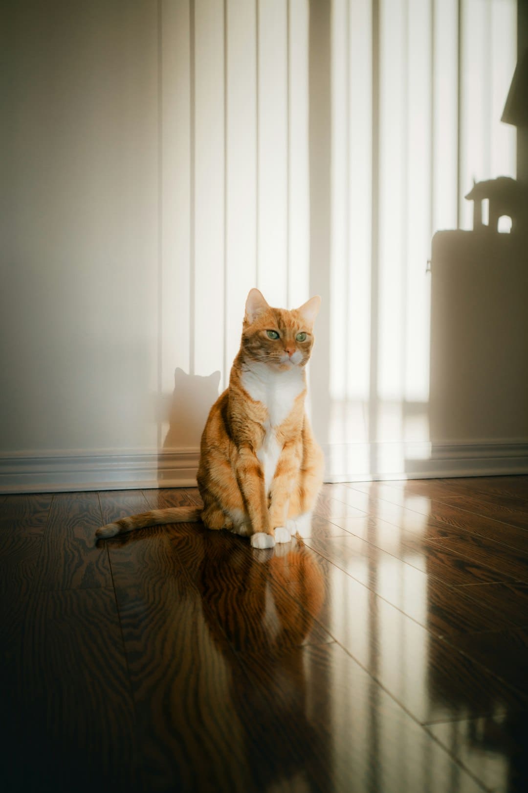 诏安梅岭：七夕献血传递爱 志愿服务暖人心